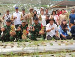 Pos Bantan pamtas RI-MLY Yon Armed 16 TK Panen Raya Bawang Merah  Bersama Kelompok Tani Tunas Baru Kecamatan Sekayam