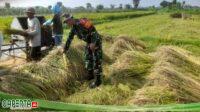 Sukseskan Ketahanan Pangan, Babinsa Koramil 0808/22 Wonodadi Turun Ke Sawah