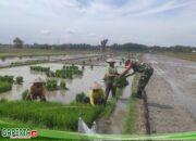 Babinsa Turun Sawah Bantu Angkat Bibit Padi