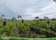 Pertanian Hortikultura Lahan Gambut Kilang Pertamina Unit Sungai Pakning Sukses Cipta Pelopor Tani Siaga Karhutla