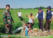 Babinsa Nogosari Dampingi Penyuluh Pertanian Jalankan Program Pompanisasi