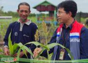 Hikmah Krisis Karhutla 2022, Masyarakat Kenal Sorgum