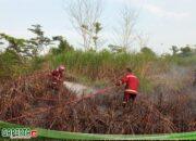3.5 Hektar Lahan Gambut Terbakar di Pelayangan, Tim Damkartan Berjibaku Lagi Padamkan Api