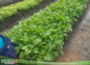 PT Envitech CSR Pupuk Organik  Solvit 77 Poktan Nanas dan Kekala di Lahan Gambut