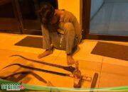 Media Gapert.id  Apresiasi Kinerja Polres Belawan , Pelaku Begal Berhasil Diringkus