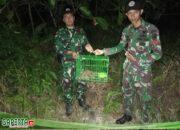 Satgas Pamtas Yonkav 12/BC Mengamankan Hewan Dilindungi