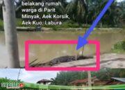 Viral…, Kehadiran Seekor Buaya di Desa Aek Korsik Dusun lll Parit Minyak.