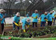 Sambut HUT Pertamina ke-67, Komunitas Bergerak PT KPI Kilang Dumai Tanam 2500 Pohon Mangrove dan Berikan Bantuan Sarana Prasarana Belajar