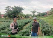Ketahanan Pangan, Bhabinkamtibmas Pelintung Checking Tanaman Cabe Pemberdayaan Masyarakat Pelintung