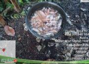 Warga Satong, Ketapang Rugi Puluhan Juta Akibat Pemadaman Listrik PLN