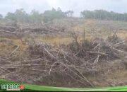 Jeritan Warga Mensubang: Hak Tanah Dirampas, Kebun Karet di Hancurkan PT.SMS