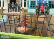 Satgas Pamtas Yonkav 12/BC Terima Penyerahan Hewan Di Lindungi