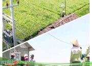Dukung Tranformasi Pertanian Modern, Electrifying Agriculture PLN Raih 53.539 Pelanggan Baru di Tahun 2024