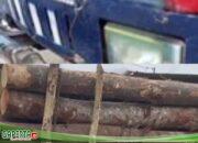 Lapor Pak Kapolri, Mafia Terbesar Ilegal Logging, Diduga Milik (Uwo Ajarin) di Kota Jambi, Tindak Tegas!!