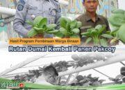 Hasil Program Pembinaan Warga Binaan, Rutan Dumai Kembali Panen Pakcoy