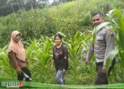 Bukti Sinergitas Bhabinkamtibmas Polsek Air Besar Sambangi Petani Jagung