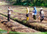 Dukung Swasembada Pangan, Kapolsek Sengah Temila dan Poktan Ayo Maju Tanam Jagung di Desa Rabak