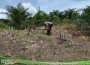 Polisi Penggerak Ketahanan Pangan Polsek Mempawah Hulu Laksanakan Pengecekan Tanaman Jagung.