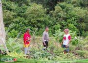 Dukung  Ketahanan Pangan Bhabinkamtibmas Polsek Mempawah Hulu Sambangi Petani Sayur.