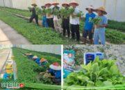 Dukung Program Ketahanan Pangan Nasional, Rutan Batam Berhasil Panen 140kg Sayur Kangkung dan Bayam.