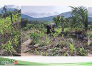 Pengecekan Progres Tanaman Jagung di Dusun Serimbang untuk Dukung Ketahanan Pangan