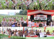 Panen Raya Jagung Seluas 1Ha Diwilayah Hukum Polres Muaro Jambi Didesa Sei Gelam