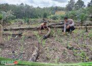 Cek Gres Tanaman Jangung