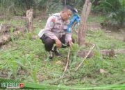 Dukung Ketahanan Pangan, Aiptu Iwayan Dana Pantau Tanaman Jagung di Desa Saham