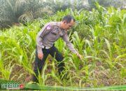 Kembali Polsek Mandor Laksanakan Pengecekan Tanaman Jagung Dalam Program Ketahanan Pangan