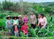 Polsek Sengah Temila Cek Perkembangan Tanaman Jagung di Dusun Sanyang Desa Keranji Mancal