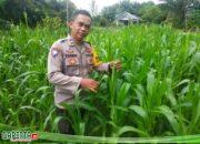 Bhabinkamtibmas Polsek Sebangki dan Poktan Sumber Rejeki Cek Perkembangan Tanaman Jagung