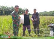 Koramil 1204-05/Noyan Menyalurkan Bibit Padi Kepada Masyarakat