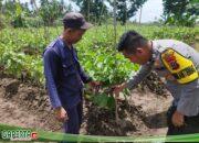 Kapolres Pelabuhan Belawan Melalui Bhabinkamtibmas Beri Penyuluhan Manfaatkan Lahan Produktif Untuk Dukung Ketahanan Pangan