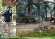 Gerak Cepat Tim Gabungan Grebek Diduga Lapak Judi Jenis Sabung Ayam