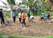 Polsek Noyan Tanam Bibit Jagung di Lahan Demplot, Wujudkan Komitmen Dukung Ketahanan Pangan