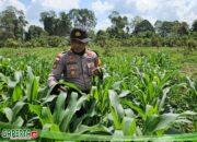 Kapolsek Meliau Tinjau Langsung Perkembangan Tanaman Jagung di Lahan Demplot: Wujud Nyata Komitmen Ketahanan Pangan