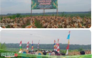 Panen Raya Jagung Qurtal II Tahun 2025 Di PT.smart TBK Padang Halaban Divisi III Desa Perkebunan Brussel Kecamatan Merbau.