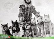 TOGO, Sang Pahlawan Tanpa Medali Penyelamat Alaska