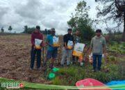 Bumdes Marsiurupan Desa Hutaraja Kecamatan Sipoholon, Tanam Perdana Jagung