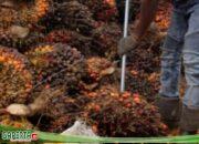 Korup/Hancur: Diduga RAM Melakukan Kecurangan, Mengakibatkan Merugikan Petani Sawit!!