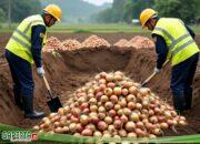 Bea Cukai Dumai Musnahkan 24.120 Kg Bawang Ilegal, Potensi Kerugian Negara Rp 198 Juta