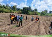 “Desa Balai Karangan Canangkan Penanaman Jagung Perdana untuk Wujudkan Ketahanan Pangan”