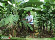 Perjalanan Reforma Agraria di Asahduren, Sertipikat Tanah Ulayat Buka Akses Ekonomi Masyarakat