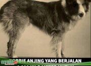 Bobbie Anjing yang Berjalan 4.000 Km untuk Kembali Pada Pemiliknya