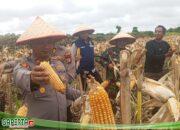 Panen Raya Jagung Pipil di Dumai Hasilkan ±4.500 kg, Dukungan Kapolres Bagi Ketahanan Pangan Nasional