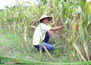 Reforma Agraria Lahirkan Regenerasi dan Kreativitas Petani Muda di Desa Soso