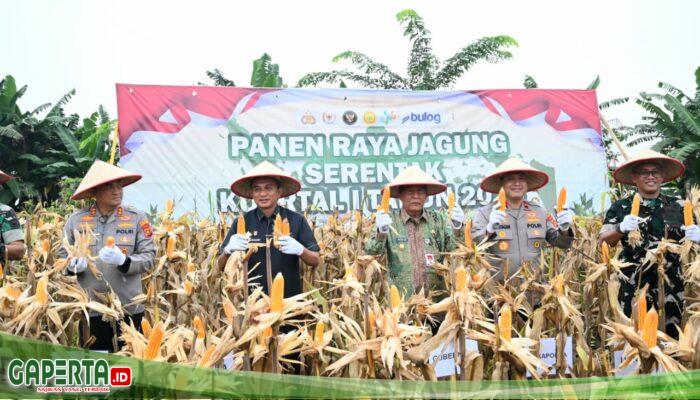 Ketahanan Pangan, Panen Raya Jagung Serentak Kuartal I Tahun 2026 di RT 02 Desa Tunas Mudo, Kecamatan Sekernan, Kabupaten Muaro Jambi.