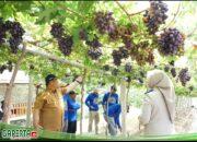 Jadi Kawasan Agrowisata Favorit Kota Palu, Kebun Anggur Duyu Bangkit Bukti Kerja GTRA