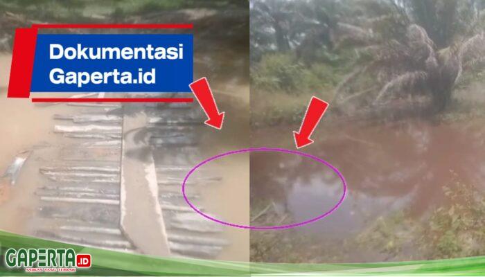 Dampak Dompeng Mengganas, 30 Sawit Warga Mati Terendam di Desa Padang Kelapo..!!