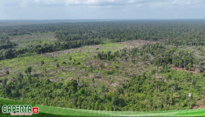 Izin Perhutanan Sosial dan Jejak Ilegal Loging Hutan Lindung Gambut di Tanjabbarat